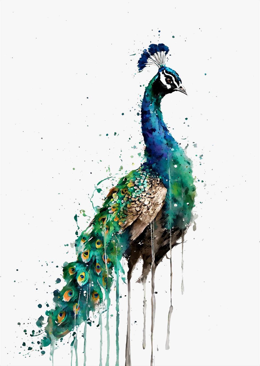 Proud Peacock Wall Art Print