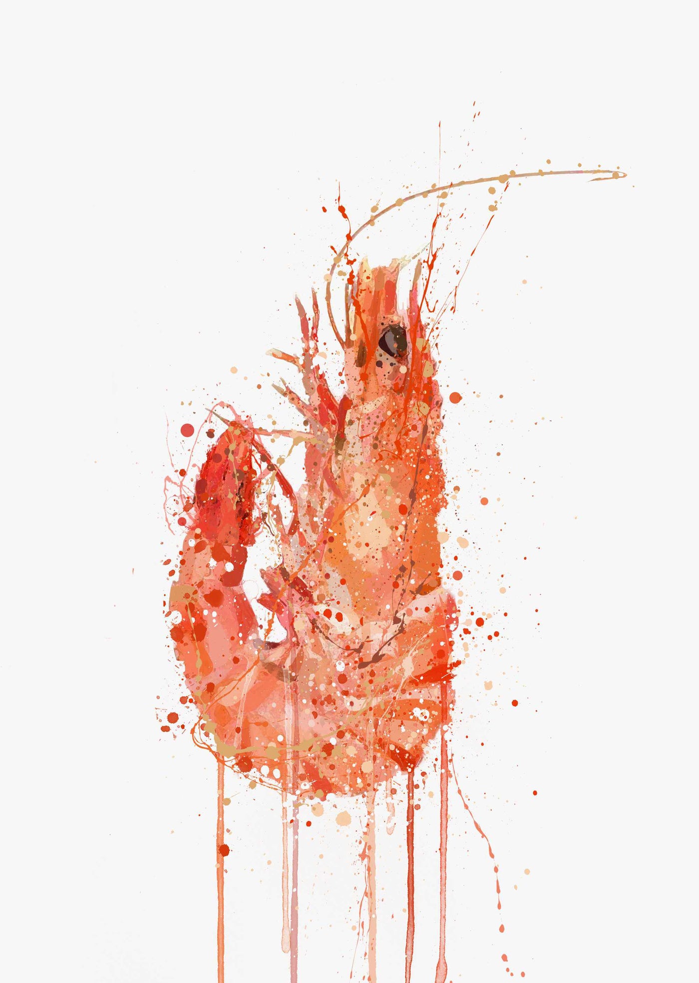 Seafood Wall Art Print 'Prawn'-We Love Prints