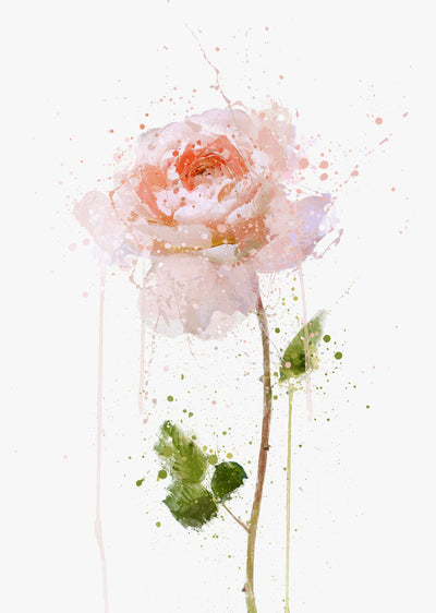 Flower Wall Art Print 'English Rose'