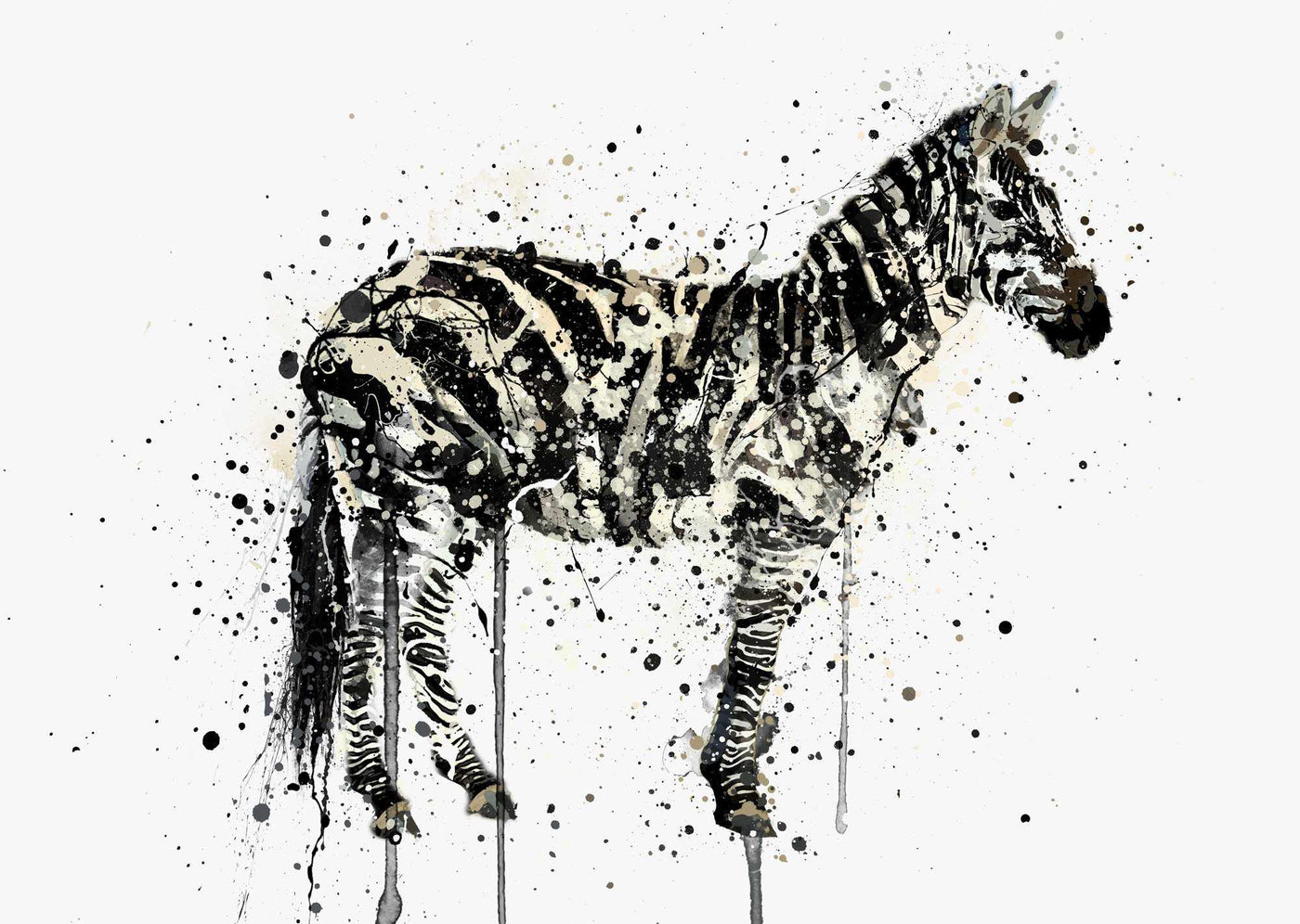 Zebra Wall Art Print