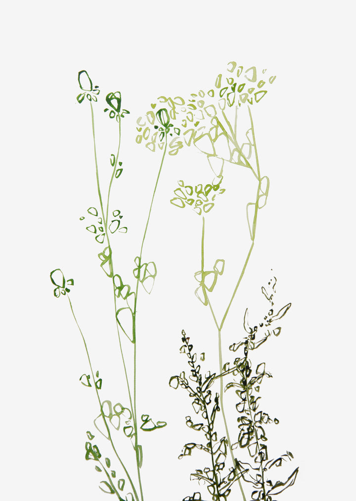 Minimal Wild Weeds Wall Art Print - Pflanzendrucke, botanische Kunstdrucke und botanische Illustrationen