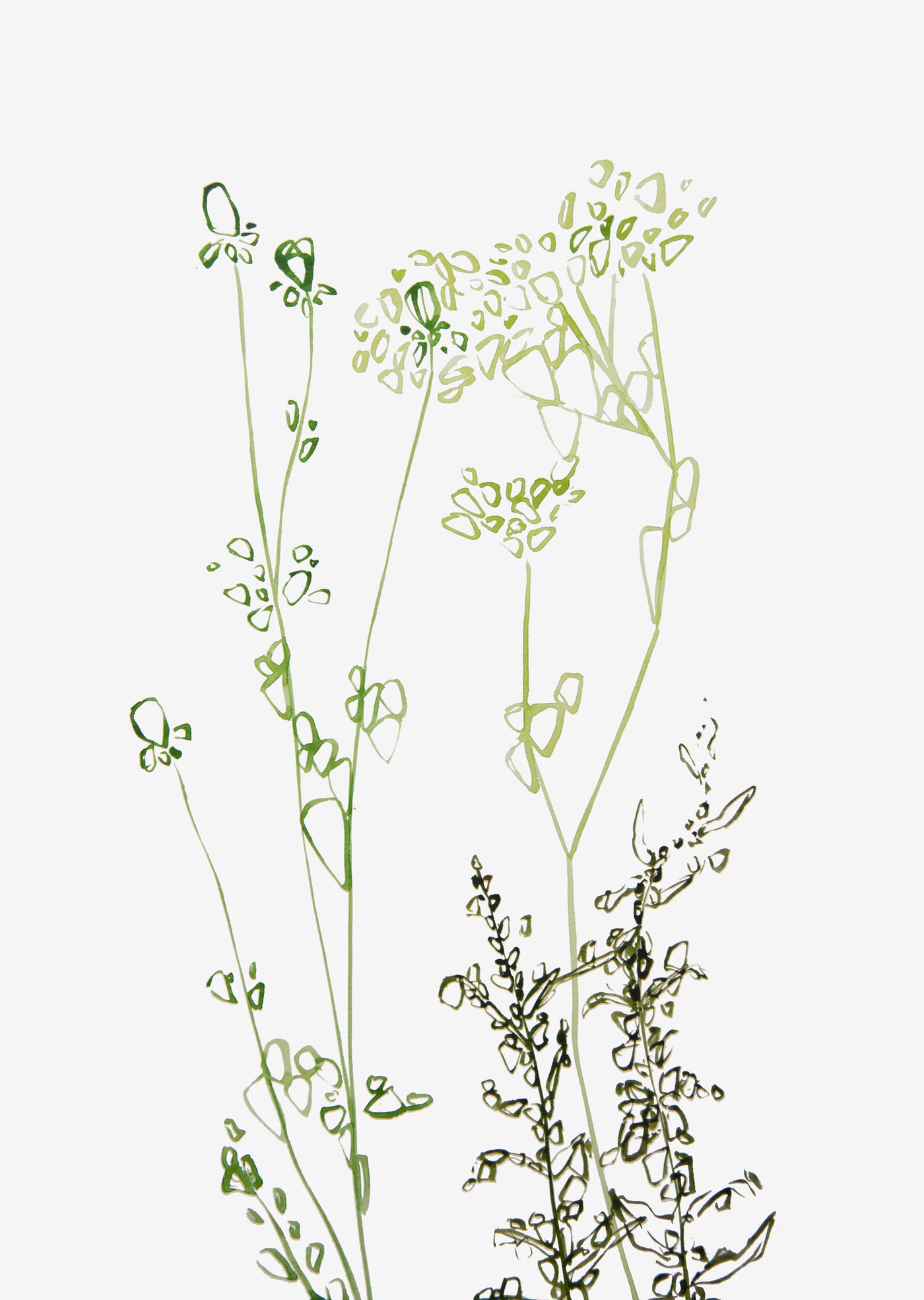 Minimal Wild Weeds Wall Art Print - Plant Prints, Botanical Art Prints and Botanical Illustrations