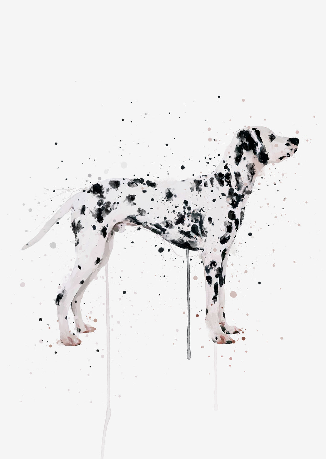 Dalmatian Dog Wall Art Print