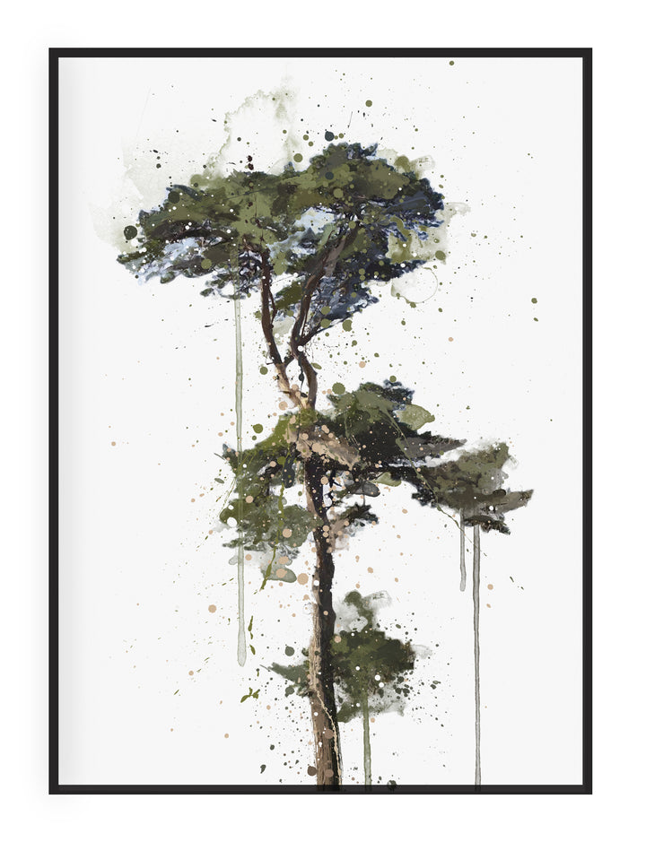 Botanisches Wandbild 'Waldkiefer' - Pflanzendrucke, botanische Kunstdrucke und botanische Illustrationen